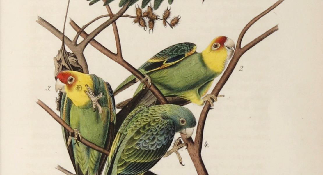 The Carolina parakeet. [John James Audubon, The Birds of America (7 vols., 1840–1844), plate 278]