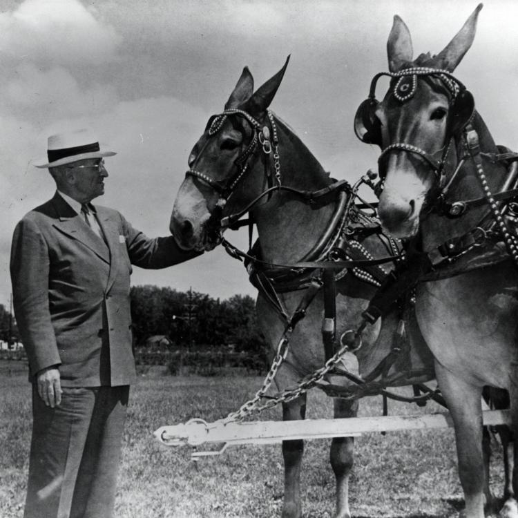 Harry S. Truman with Missouri mules. [State Historical Society of Missouri, Gerald R. Massie Photographs, P0016]