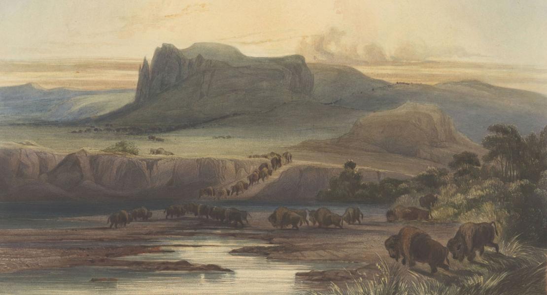 Herd of Bisons on the Upper Missouri, by Karl Bodmer. William James Bishop, Sigismond Himely, copiest/printmaker. [State Historical Society of Missouri Art Collection, 1958.004]