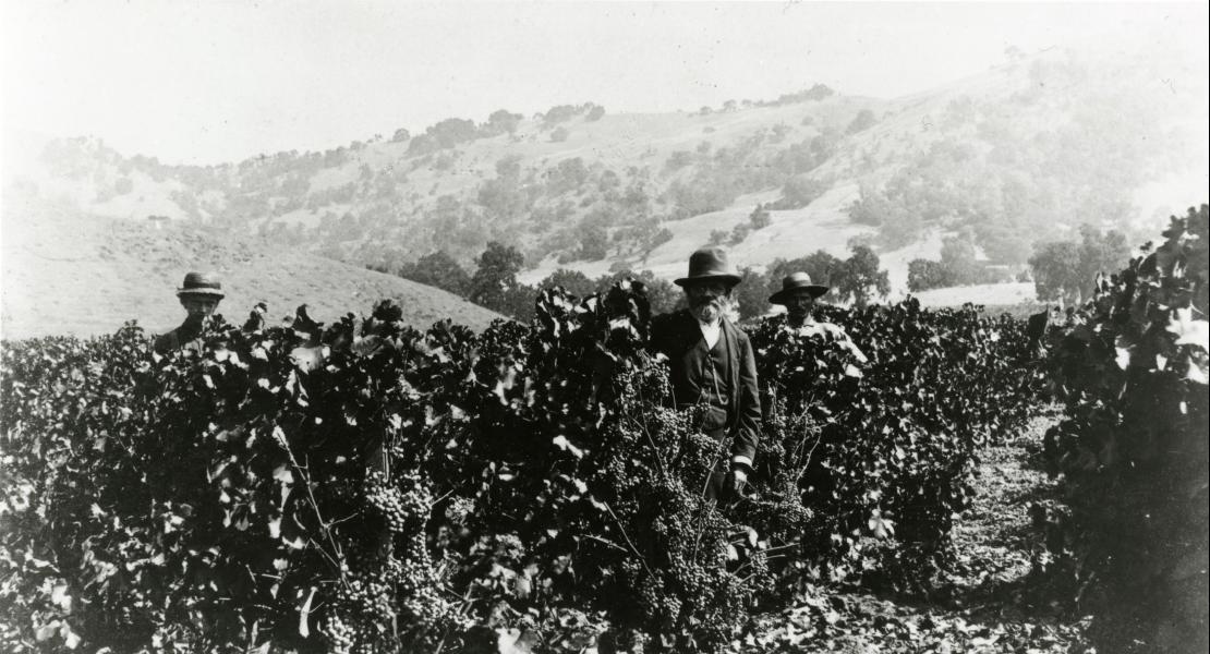 George Husmann, center, in a vineyard. [State Historical Society of Missouri, Clarence and Anna Hesse Photograph Collection, P0055-023865]