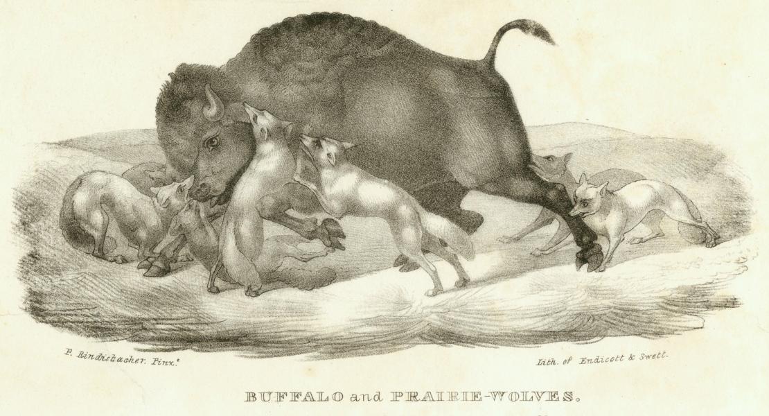 Rindisbacher’s Buffalo and Prairie Wolves (ca. 1830). [Missouri Historical Society, St. Louis, Photographs and Prints Collection, N00461]