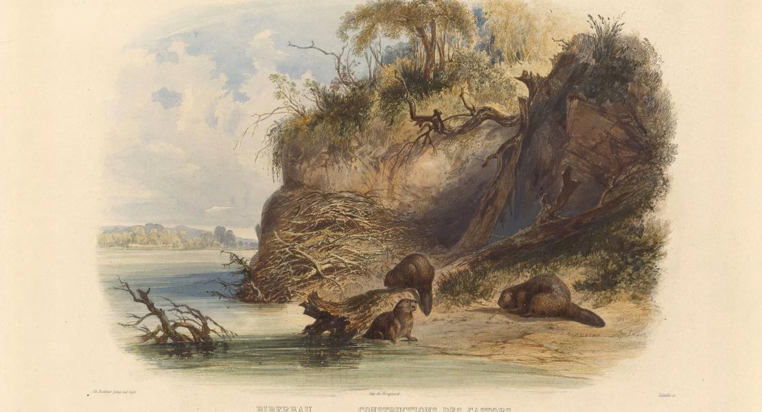 Chouteau’s wealth came from the fur trade, with beaver as one of the most highly sought-after furbearers. Artist Karl Bodmer documented beaver on the Missouri River during his western travels in the 1830s. [State Historical Society of Missouri Art Collection, 1958.0071c1]