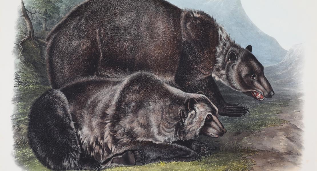 Charged with documenting the flora and fauna of the West, Lewis and Clark encountered animals such as the grizzly bear, depicted here in an artwork by John Woodhouse Audubon. [State Historical Society of Missouri Art Collection, 1978.0122]