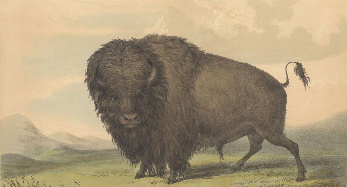 Buffalo Bull, Grazing, from Catlin's North American Indian Portfolio. He admitted the image was “somewhat fanciful,” indicating that it was based not on intense direct study, but instead on memories, quick sketches from life, studies of dead animals, or earlier artworks. [State Historical Society of Missouri, Art Collection, B3621 PL2] 