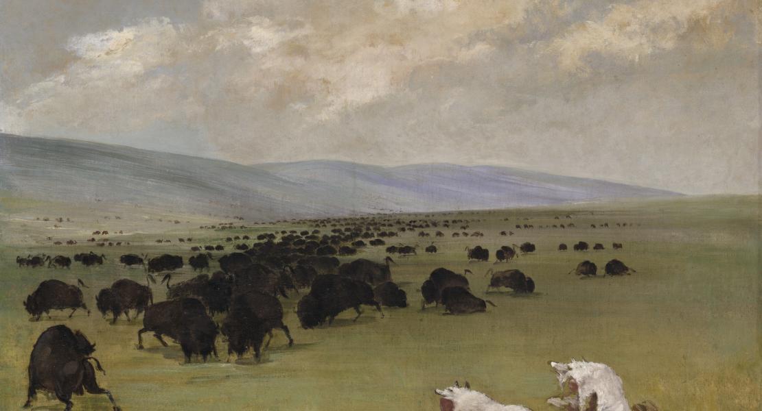 Catlin also painted landscapes; here he depicts himself and a Native American guide dressed in wolf skins to approach a buffalo herd. [Smithsonian American Art Museum, 1985.66.590]