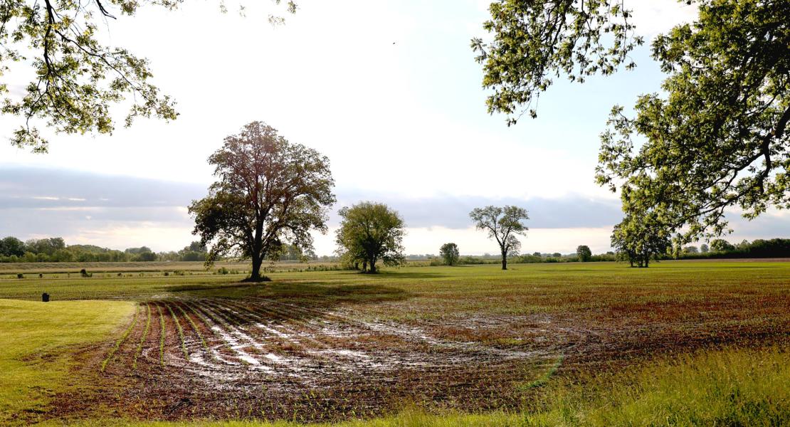 The site of Old Ste. Genevieve’s le Grand Champ, or common field, as it appears today. Father Meurin first served the settlement in 1759; flooding in 1785 forced its residents to move to a new site farther from the Mississippi River. [National Park Service, photo by David Newman]