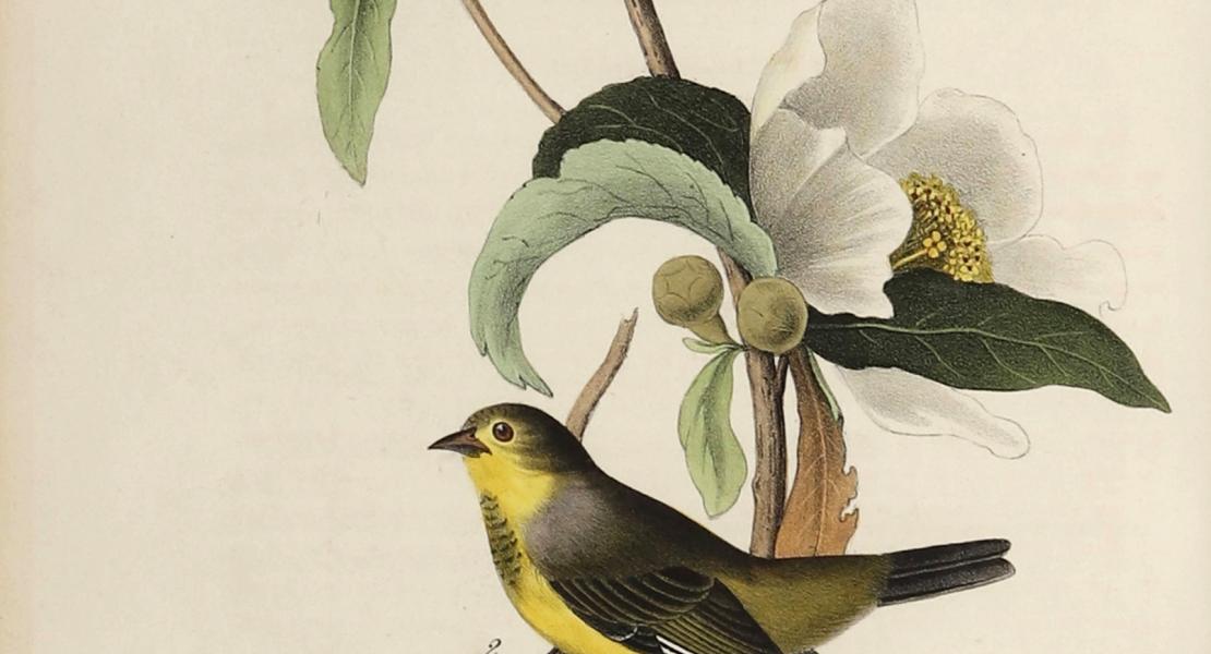 Bachman’s warbler. [John James Audubon, The Birds of America (7 vols., 1840–1844), plate 108]