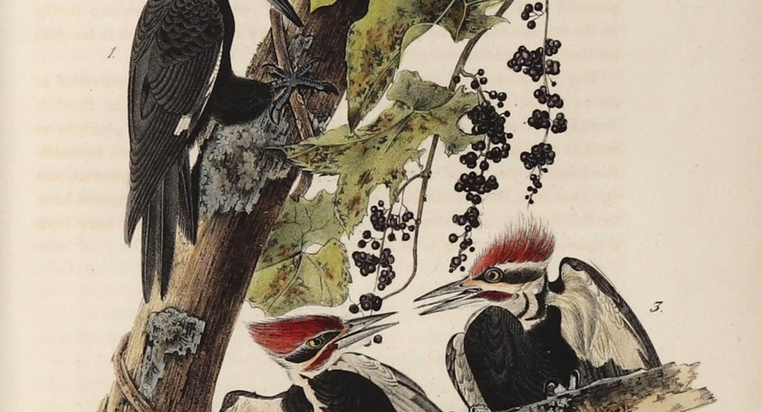 The pileated woodpecker. [John James Audubon, The Birds of America (7 vols., 1840–1844), plate 257]