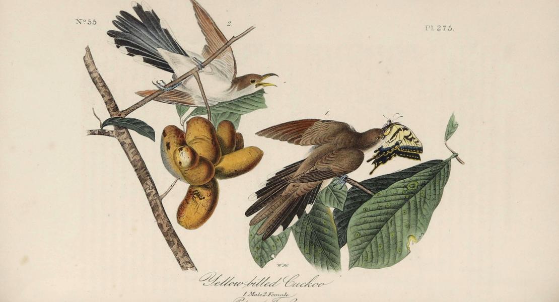 The yellow-billed cuckoo. [John James Audubon, The Birds of America (7 vols., 1840–1844), plate 275]