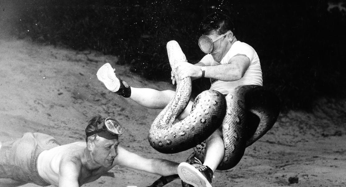 Marlin Perkins (bottom left) helping wrangle a snake. [Marlin Perkins Papers (S0516), State Historical Society of Missouri]