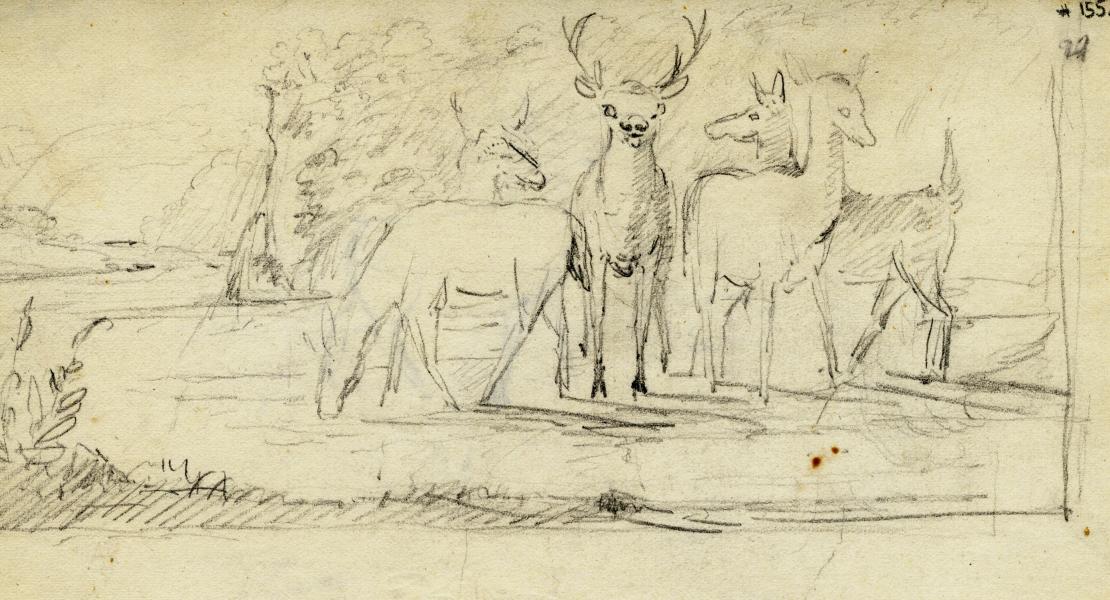 White-tailed deer sketched by Titian Ramsay Peale during the Long Expedition. [American Philosophical Society, Titian Ramsay Peale Sketches, APSimg5716]