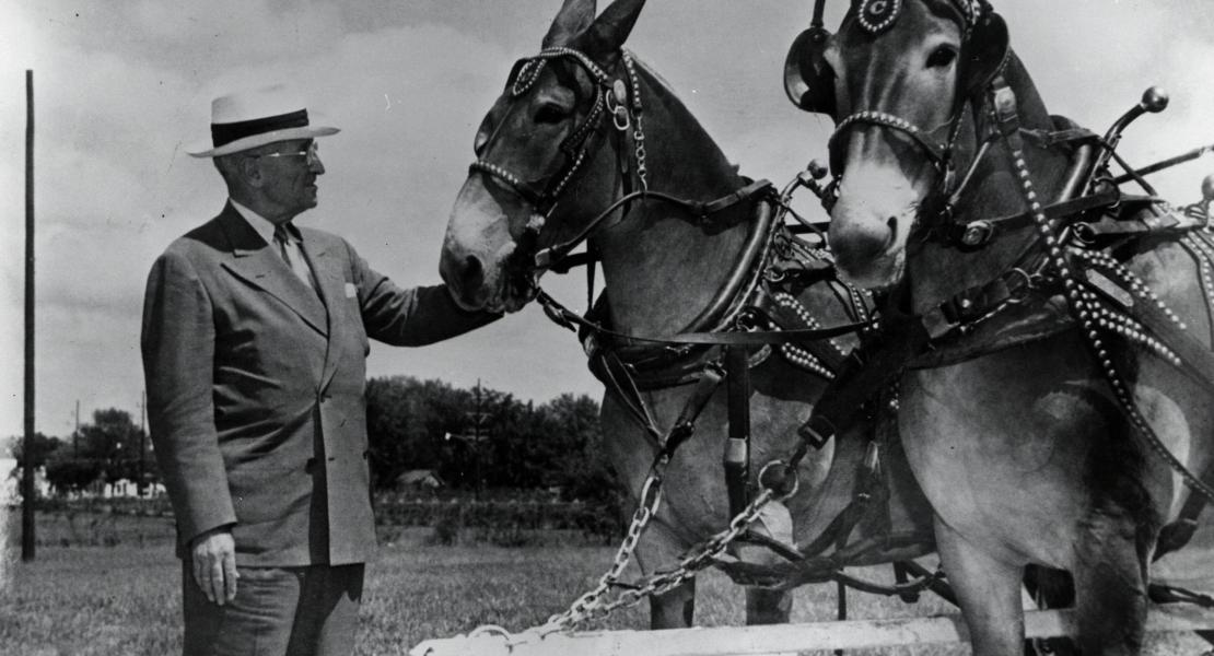 Harry S. Truman with Missouri mules. [State Historical Society of Missouri, Gerald R. Massie Photographs, P0016]