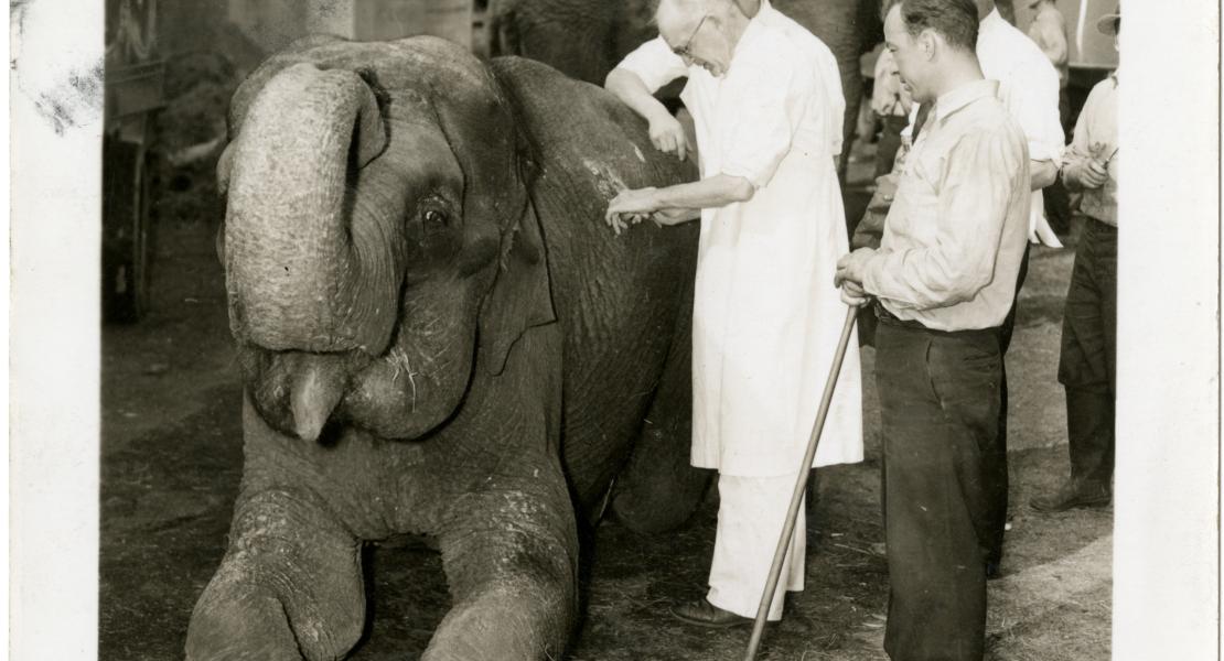 An elephant receiving medical care at the Parker and Watts Circus, date and location unknown.  [State Historical Society of Missouri, Parker and Watts Circus Records (C2307)]
