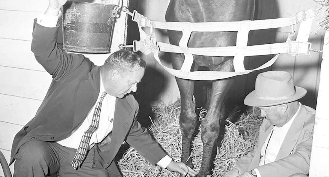Citation in his stall with Jimmy and Ben Jones sitting on opposite sides of the stall examining Citation’s ankle. This was possibly taken after Citation injured his leg at the end of 1948.  [Courtesy of the National Museum of Racing and Hall of Fame] 