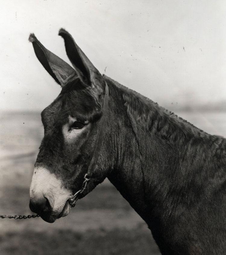 Profile view of a mule